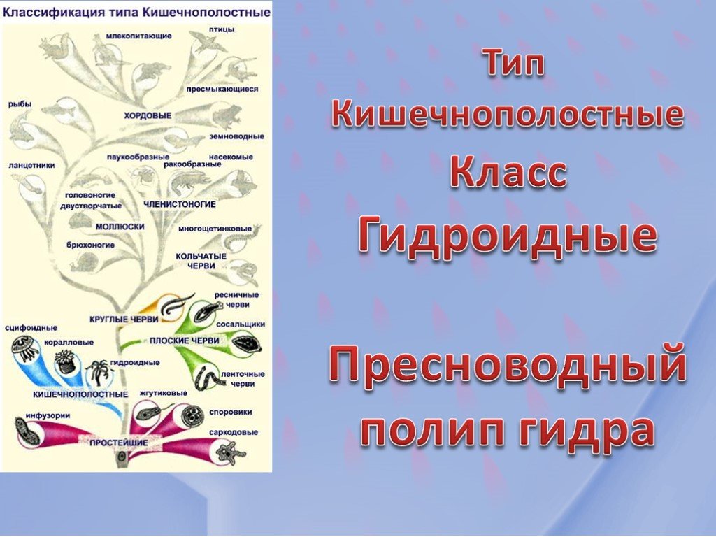 Как отличить оригинальный сайт кракена