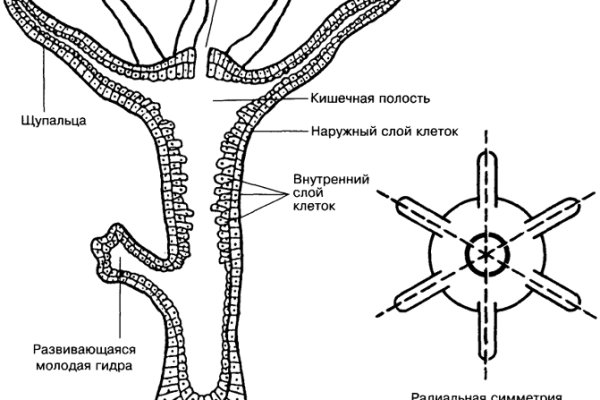 Кракен почему пользователь не найден